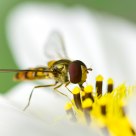 syrphe